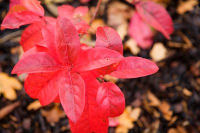 Oxydendron arboreum - kysloun stromový - list podzim